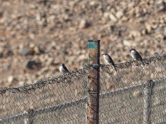 Saxicola dacotiae