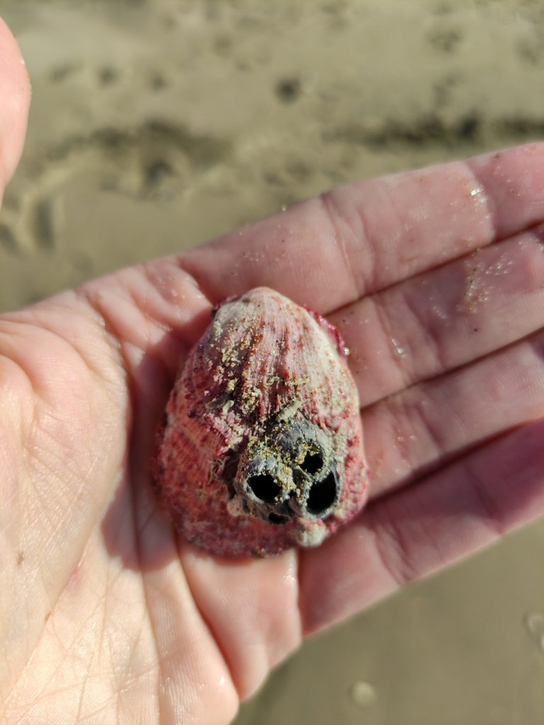European Thorny Oyster