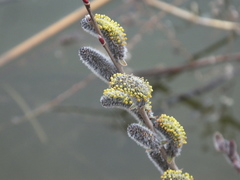Salix suchowensis