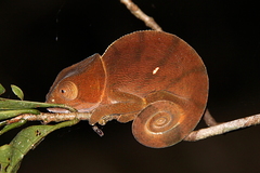 Calumma globifer