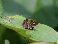 Polytremis lubricans
