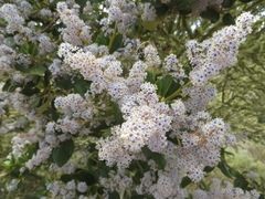 Ceanothus arboreus