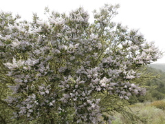 Ceanothus arboreus