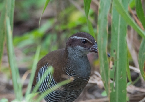 Gallirallus owstoni observed 2022-01-22