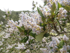 Ceanothus arboreus