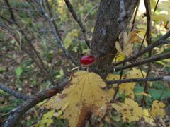 Ribes maximoviczianum