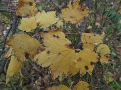 Ribes maximoviczianum