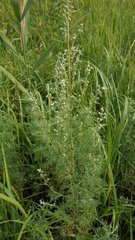 Artemisia macrantha