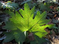 Petasites tatewakianus