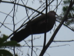 Patagioenas subvinacea