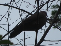 Patagioenas subvinacea