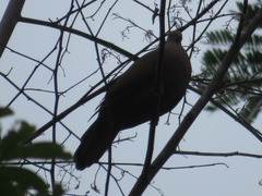 Patagioenas subvinacea