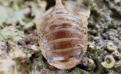 Zuzara venosa