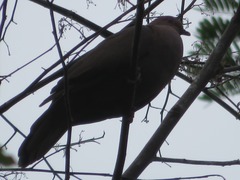 Patagioenas subvinacea