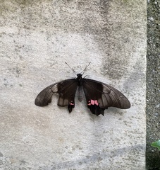 Heraclides anchisiades