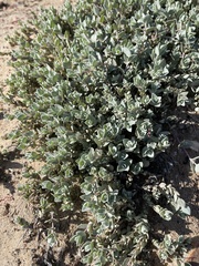 Atriplex watsonii