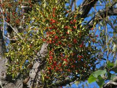 Viscum coloratum