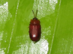 Cephaloleia dilaticollis