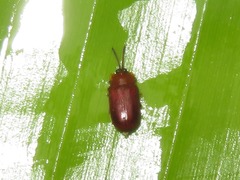 Cephaloleia dilaticollis