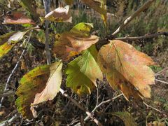 Crataegus maximowiczii