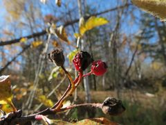 Crataegus maximowiczii
