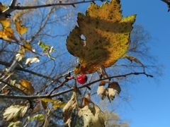 Crataegus maximowiczii
