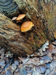 Agaricomycetes