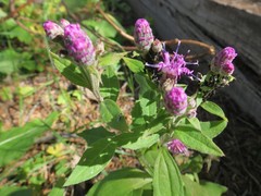 Saussurea neopulchella