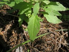 Saussurea neopulchella