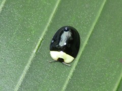 Imatidium thoracicum