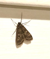 Araeomorpha diplopa