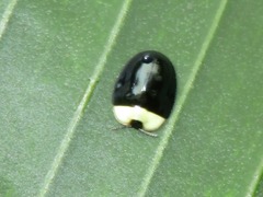 Imatidium thoracicum