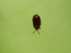 Cephaloleia dilaticollis