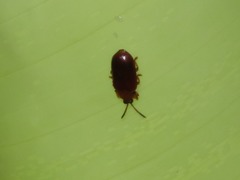 Cephaloleia dilaticollis