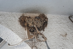 Hirundo rustica
