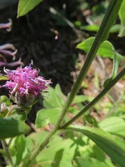 Saussurea neopulchella