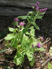 Saussurea neopulchella