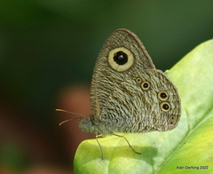 Ypthima baldus newboldi