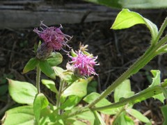 Saussurea neopulchella