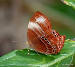 Abisara saturata kausambioides