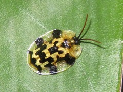 Aslamidium ecuadoricum