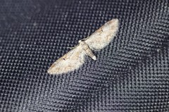 Eupithecia nevadata