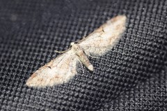 Eupithecia nevadata