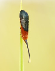 Plectrotarsus gravenhorsti