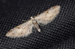 Eupithecia nevadata
