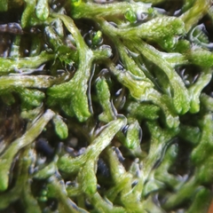 Riccia rhenana