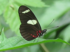 Heliconius sara sara