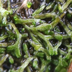 Riccia rhenana