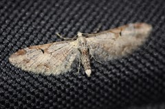 Eupithecia nevadata