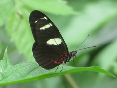 Heliconius sara sara